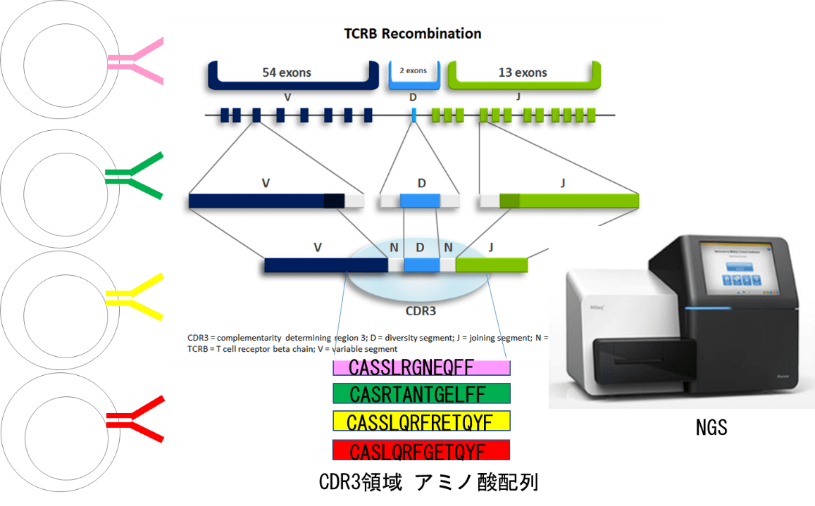 CDR3領域 アミノ酸配列