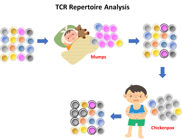 TCR Repertoire Analysis