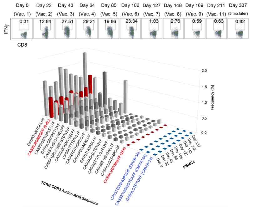 患者PBMC/NY-ESO-1 特異的CD8T細胞クローン