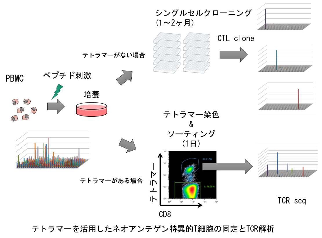 テトラマーを活用したネオアンチゲン特異的T細胞の同定とTCR解析