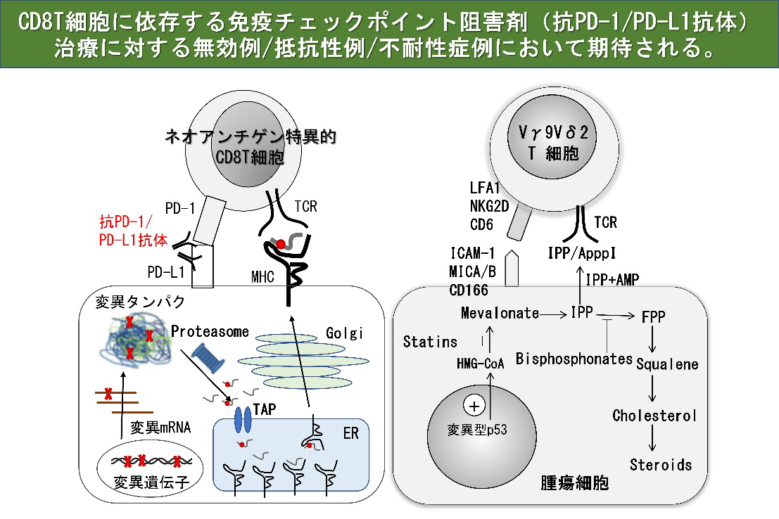 CD8T細胞に依存する免疫チェックポイント阻害剤（抗PD-1/PD-L1抗体）治療に対する無効例/抵抗性例/不耐性症例において期待される。