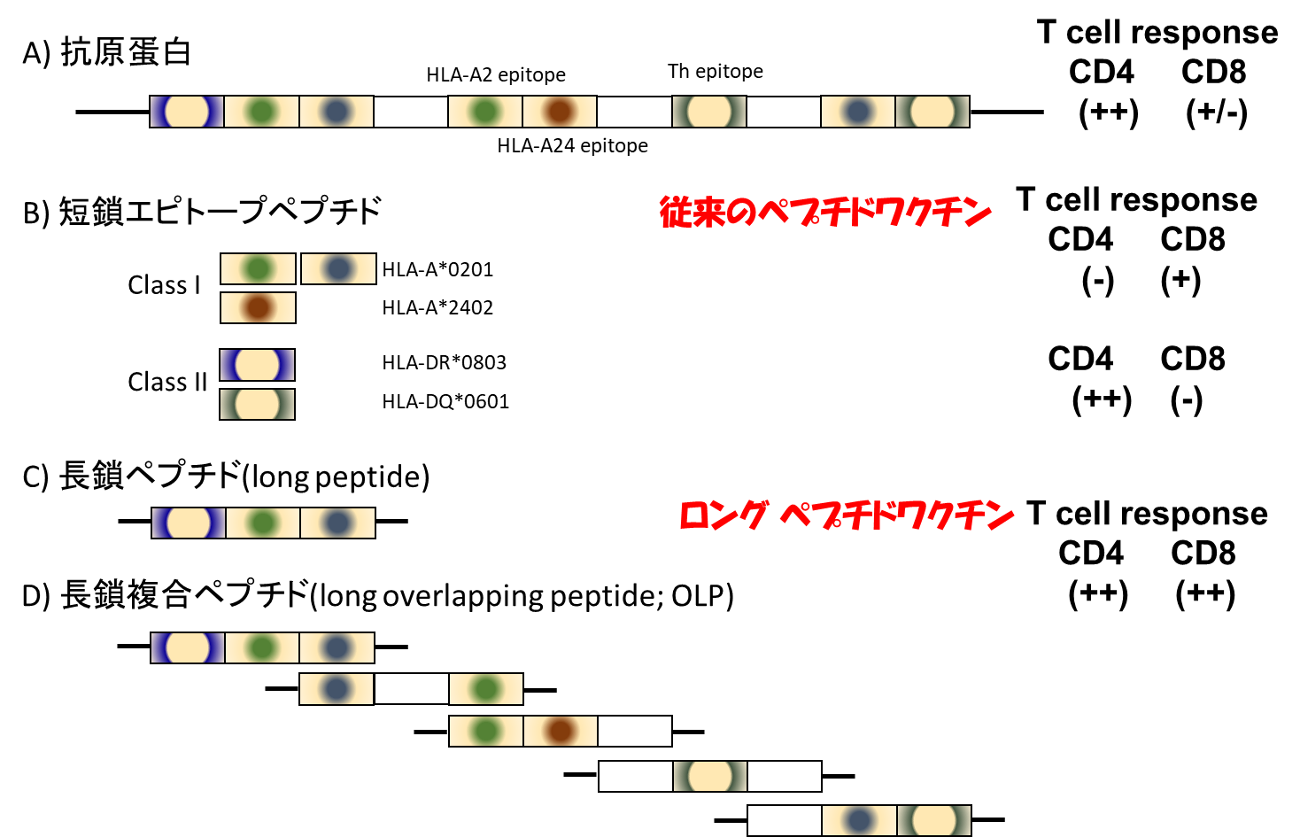 ロングペプチドワクチンを臨床試験に導入