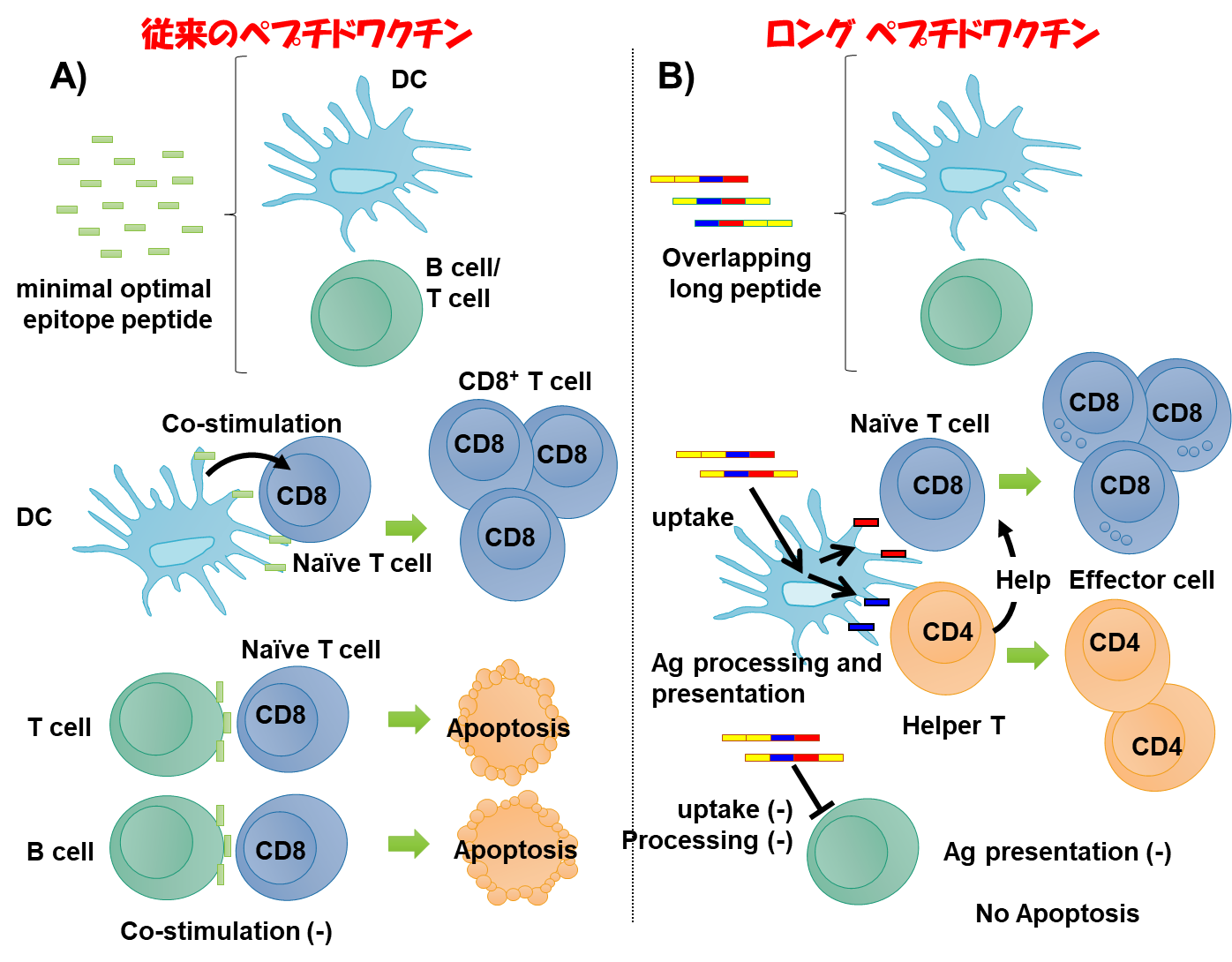 ロングペプチドワクチンを臨床試験に導入