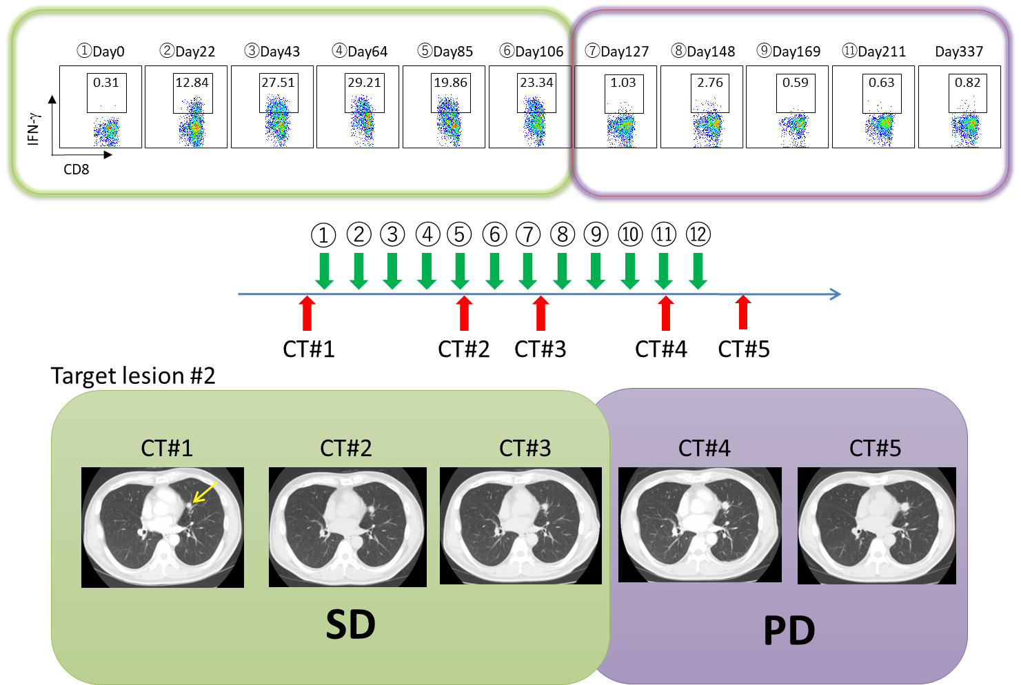 治療経過を詳細に観察し、ワクチンによって誘導されたNY-ESO-1特異的免疫応答の体内動態を経時的に解析し、抗腫瘍効果との関係を検討