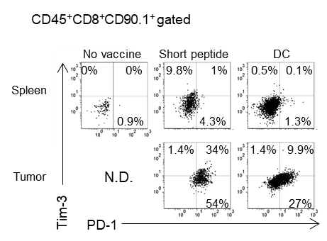 ペプチドワクチンによって誘導されたT細胞は、腫瘍内でPD-1・Tim-3を発現し、exhasutの状態に陥りやすいが、樹状細胞ワクチンで誘導された抗原特異的T細胞はPD-1・Tim-3の発現は3分の1程度に抑えられており、腫瘍内でも活性が持続することが期待された。
