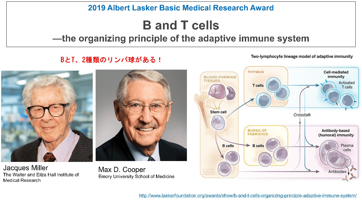 B and T cells—the organizing principle of the adaptive immune system BとT、2種類のリンパ球がある！