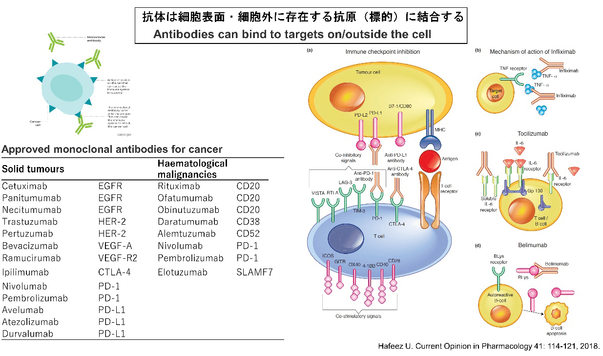 抗体は細胞表面・細胞外に存在する抗原（標的）に結合する