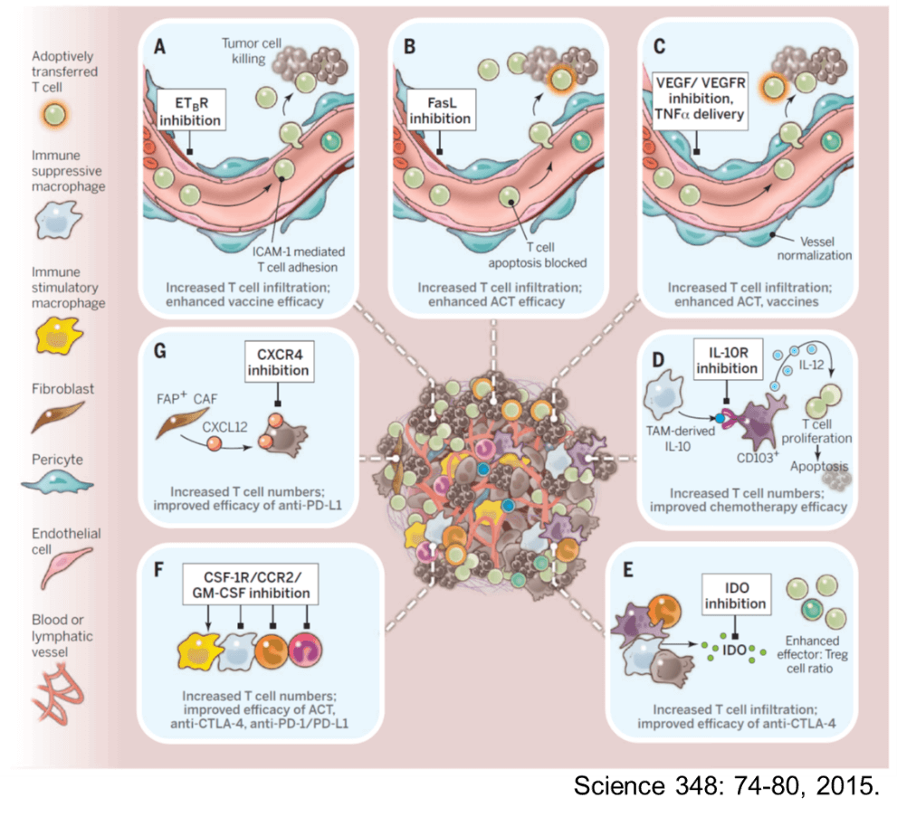 免疫抑制性の環境にかかわる細胞や分子