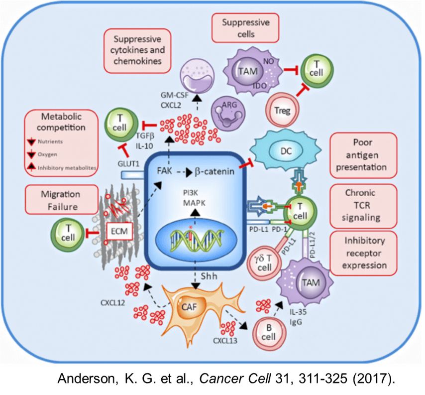 腫瘍と免疫の相互作用