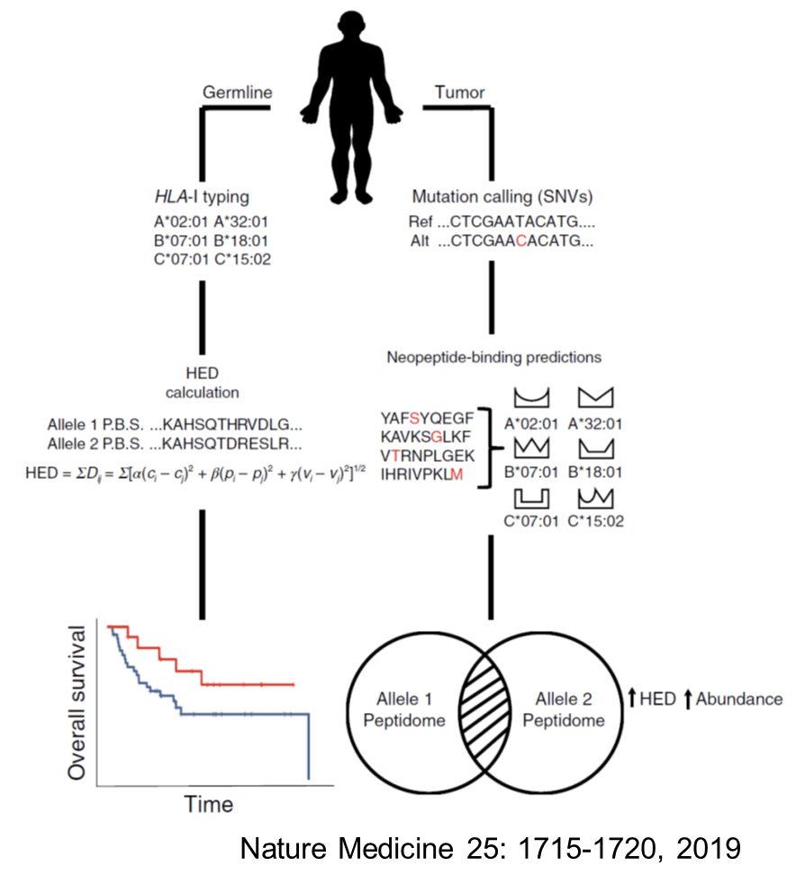 患者の遺伝的素因が免疫に大きくかかわることも報告