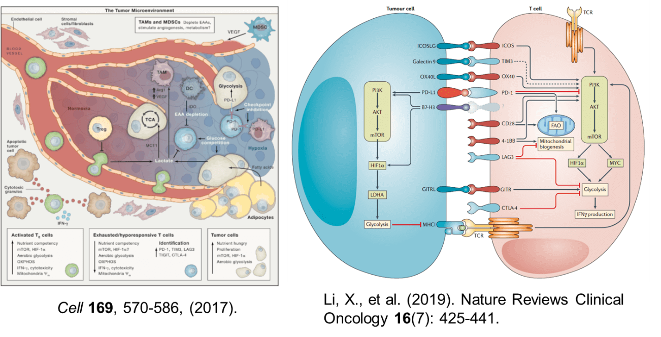 免疫チェックポイントとメタボリックチェックポイント