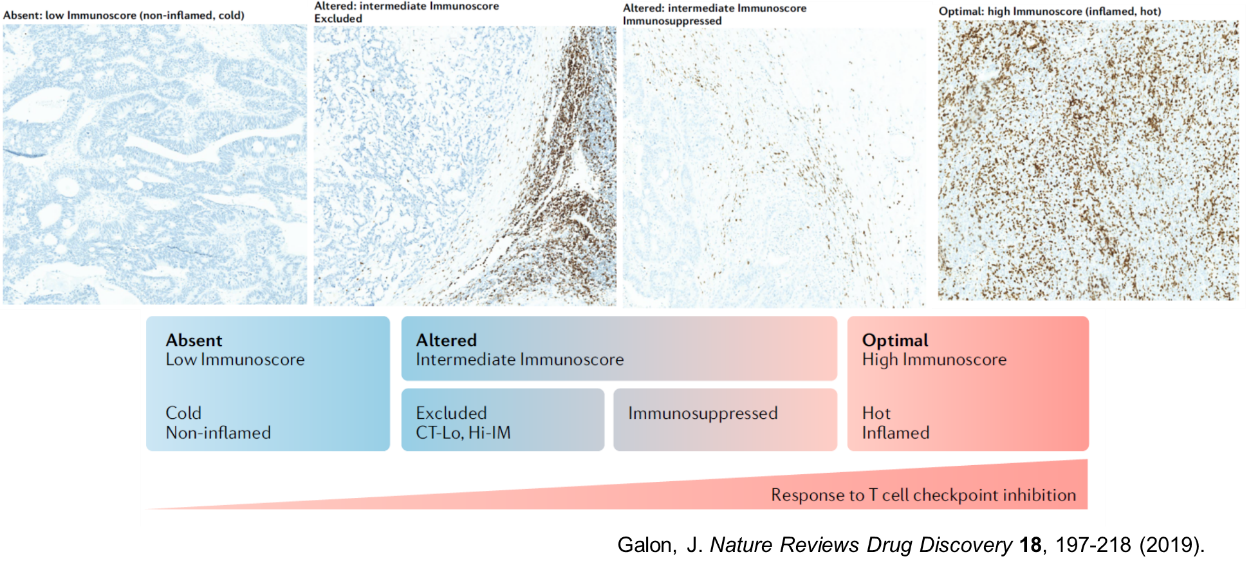 化学療法等との併用の根拠